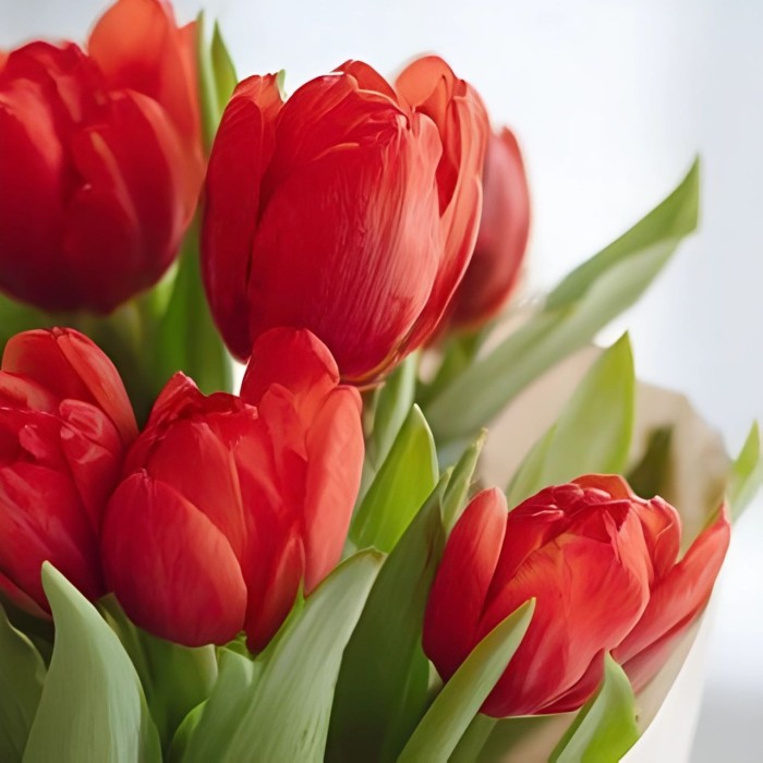 13 красных тюльпанов