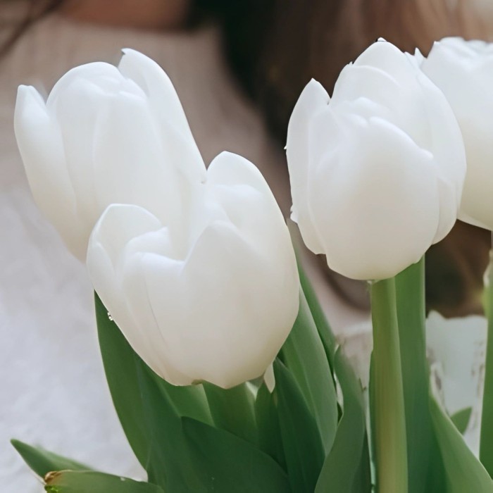 Букет 5 белых тюльпанов
