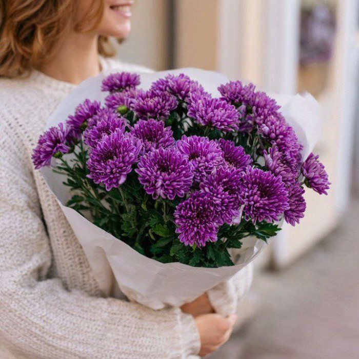 7 фиолетовых кустовых хризантем 7 фиолетовых кустовых хризантем